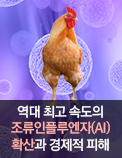 역대 최고 속도의 조류인플루엔자(AI) 확산과 경제적 피해